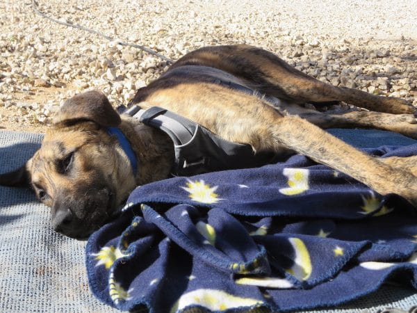 Ein Hund liegt entspannt draußen auf einer Decke.